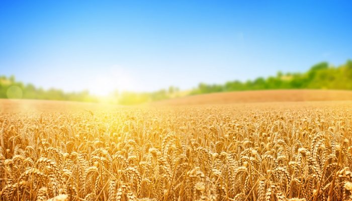 Рубрика: ВЭД. Египетский партнер осуществит закупку зерновых